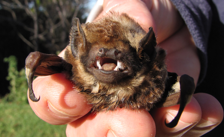 Where it’s at? The Hawaiian hoary bat, ʻōpeʻapeʻa