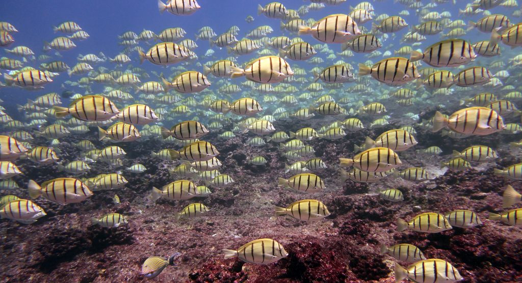 Commercial fishing halted in Pacific Islands Heritage Marine National Monument upon US District Court ruling