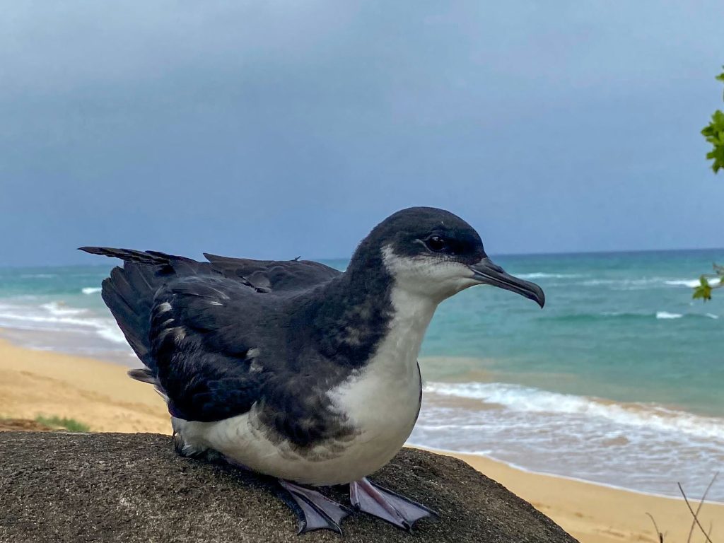 Pacific Missile Range Facility aids in protecting threatened seabirds on Kauaʻi