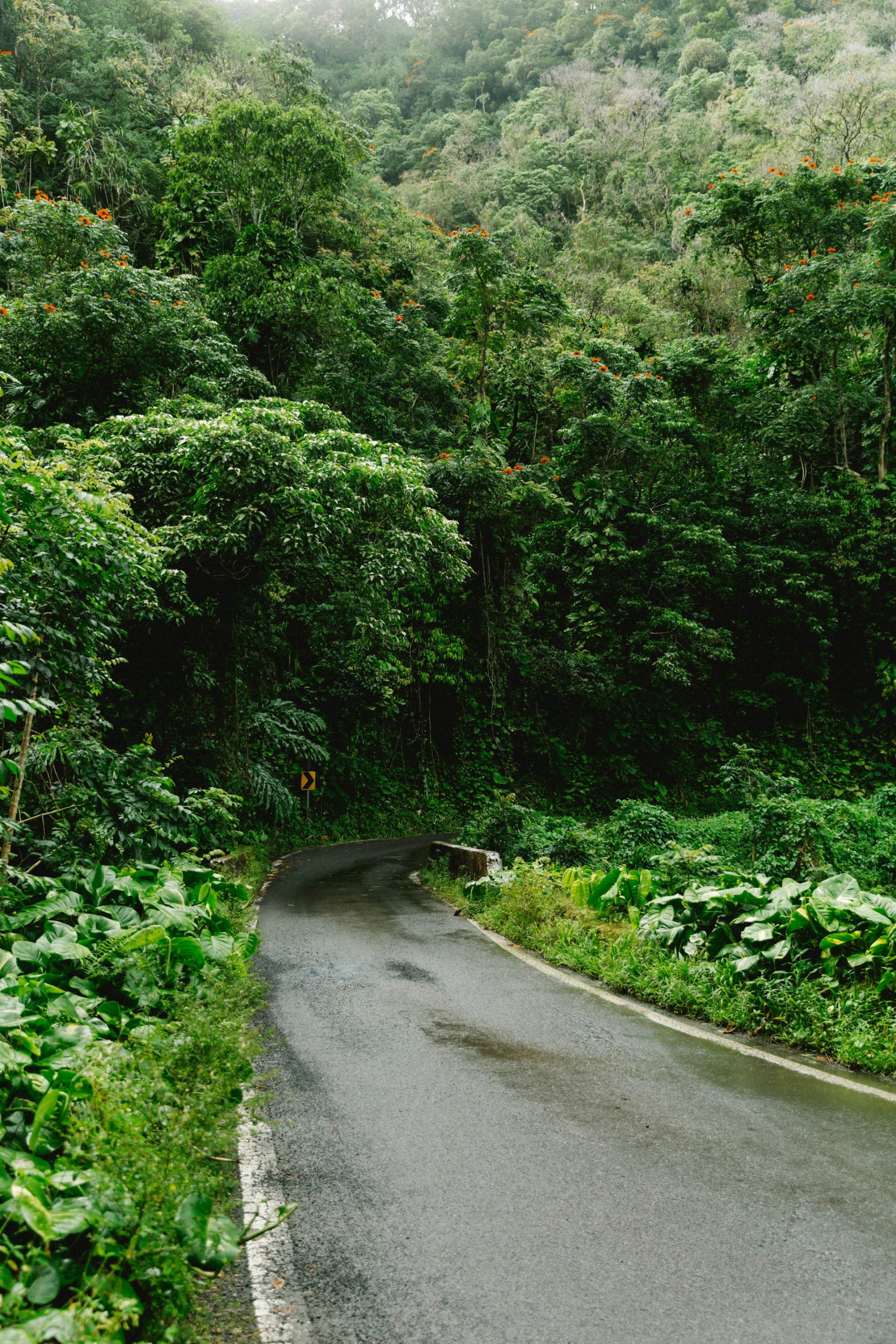 3 Best Ways to Tour the Road to Hana (From Budget to Luxury)