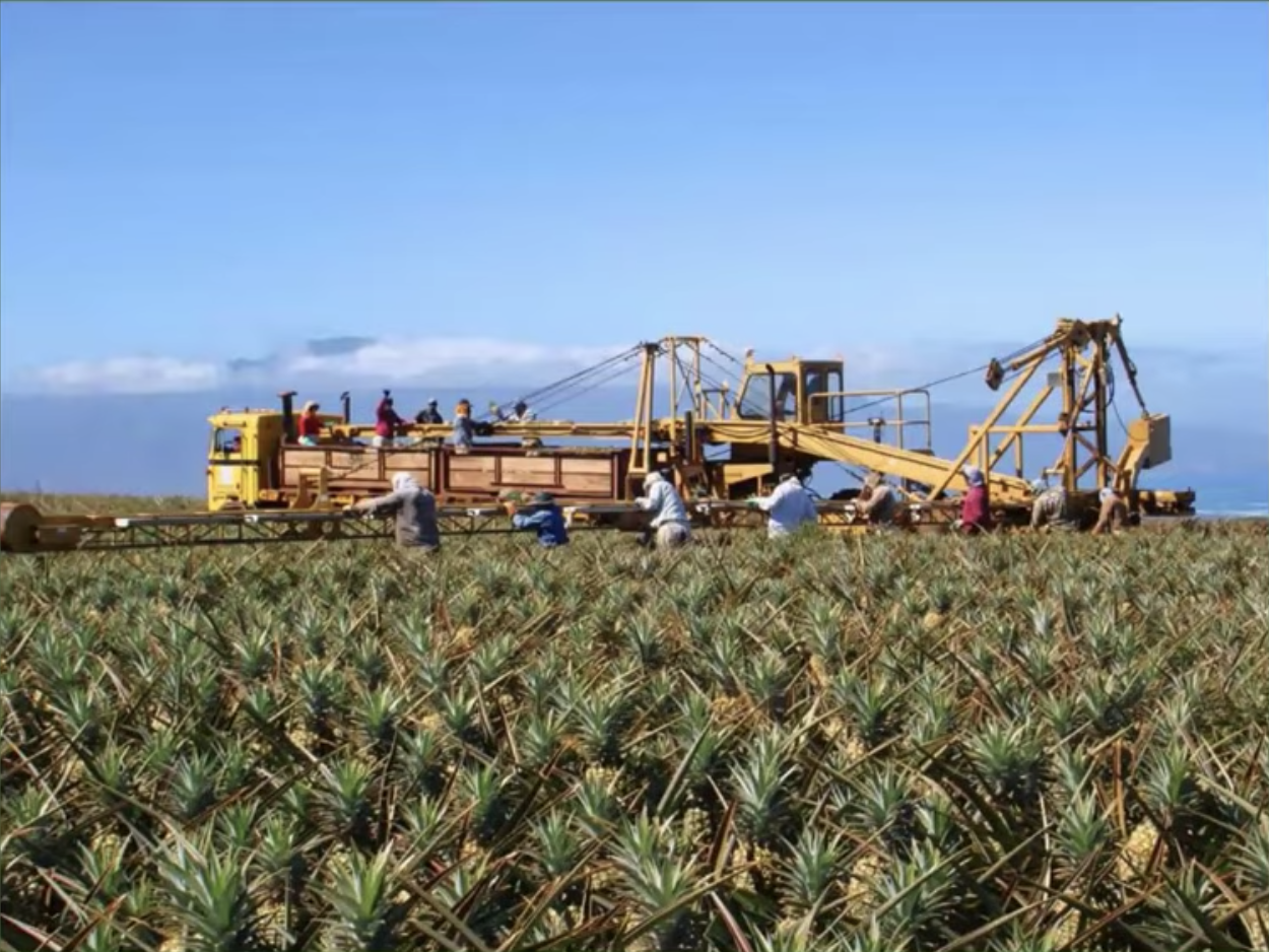 Maui Gold Pineapple wants to ramp up to full production, but deer and drought stand in the way