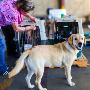 Veterinary partnership with airline makes access to lifesaving pet care easier from any island