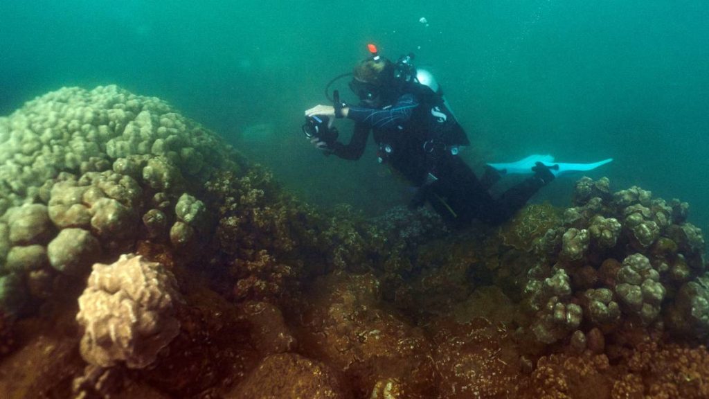 First corals of opportunity collected for Kauaʻi’s new coral restoration nursery