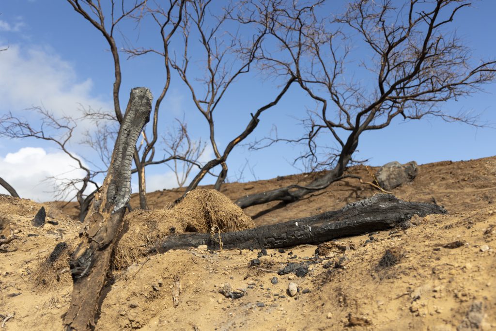 Wildfire Risk Reduction Project set to start Nov. 12 off Waiʻale