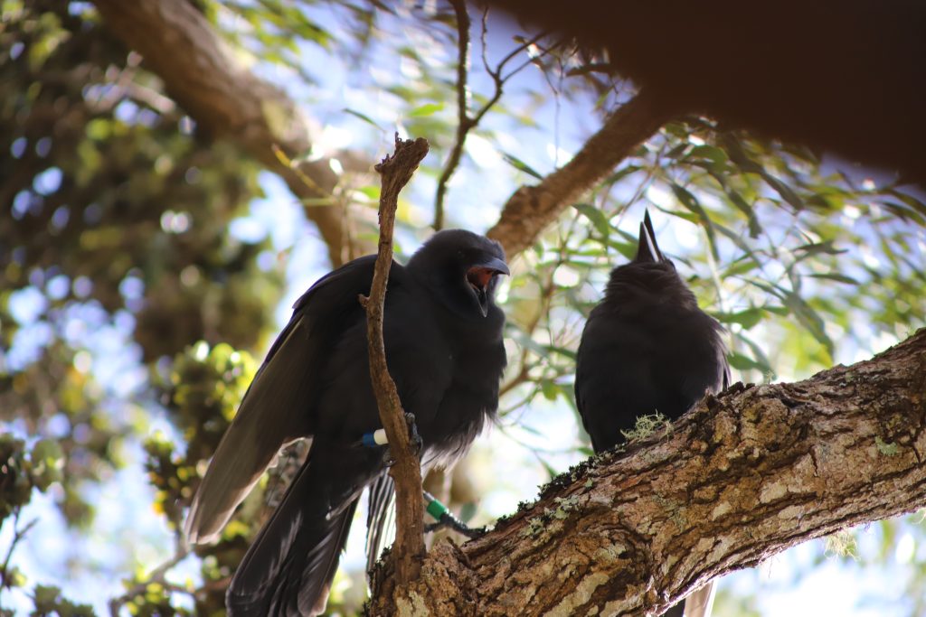 Two ʻalalā added to wild flock on Maui