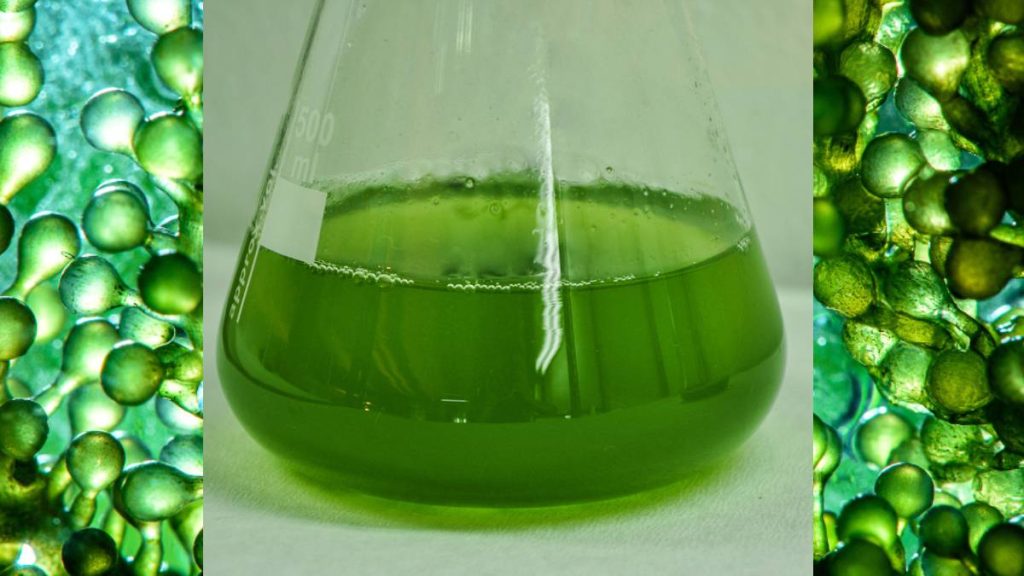 UH researchers: Hawaiʻi’s renewable energy future could be fueled by microalgae