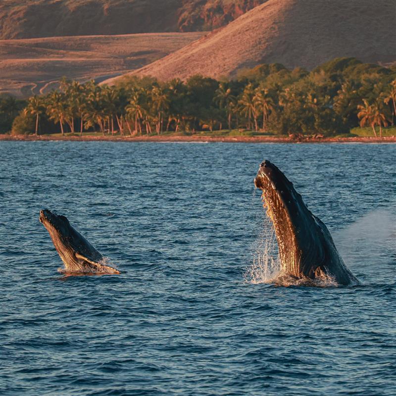 A mother and calf humpback are seen during a duo breach on a recent trip aboard a Trilogy Excursions vessel. TRILOGY EXCURSIONS photo