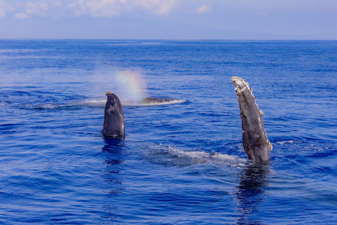These humpback whales were seen on Dec. 2, 2025, on a recent trip aboard a Trilogy Excursions vessel. TRILOGY EXCURSIONS photo