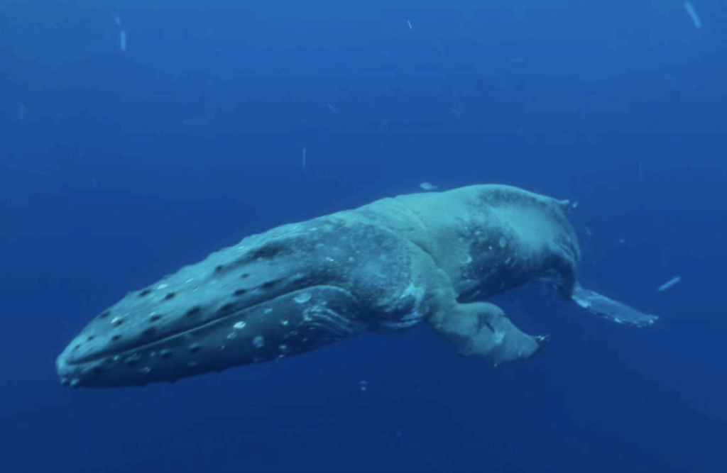 NOAA is asking Maui’s on-water community to be on the look out for a recently-entangled 40-foot female humpback whale off Lahaina, Maui. Hawaiian Islands Humpback Whale National Marine Sanctuary's monitoring team encountered the whale, referred to as Palette, on Thursday, Jan. 22. She was found to be in poor to moderate condition, showing moderate to strong emaciation and widespread carpets of red-colored cyamid amphipods (whale lice) across her otherwise light-colored body. If she is spotted, please call 888-256-9840 to report her location and share photos or videos if possible, but do not approach closer than 100 yards.