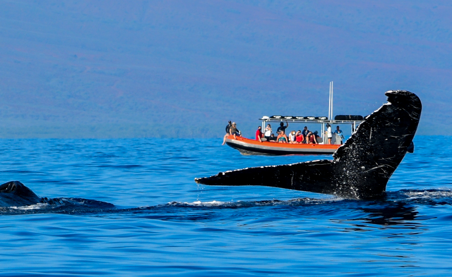 In 2021, with limitations still in place due to the COVID-19 pandemic, tourists returned to Maui, many to go whale watching. CAMMY CLARK Photo