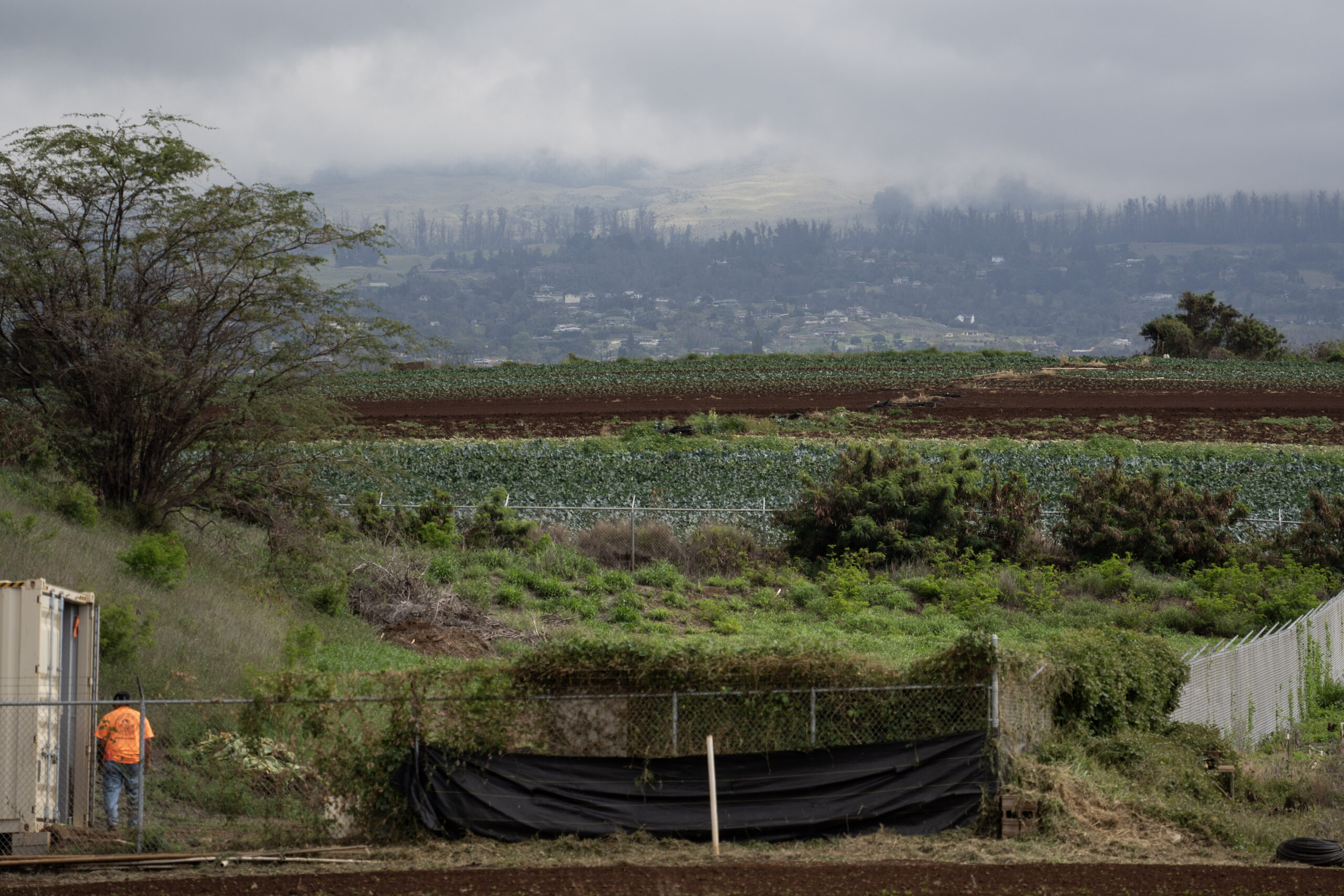 Trade wars take toll on Maui farmers and ranchers already battling deer and drought