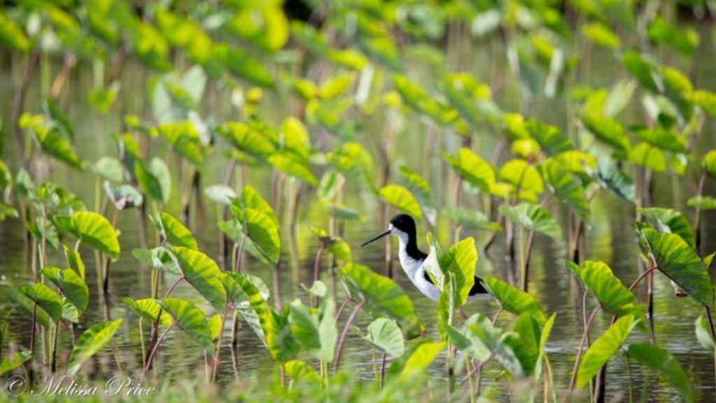 Mānoa: Study debunks myth of Native Hawaiians causing bird extinctions