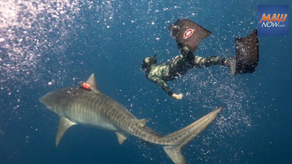 Acoustic tracking of tiger sharks at Olowalu finds they mate during Maui’s whale season
