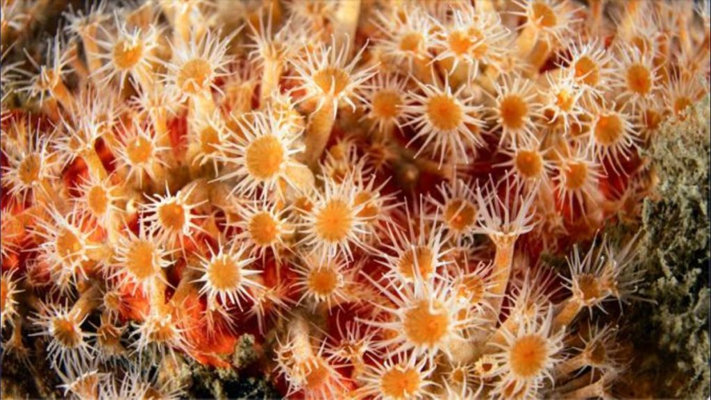 University of Hawaiʻi scientists discover marine creatures bending laws of evolution