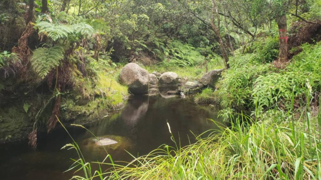 Community input sought on additional protection of Alakaʻi Wilderness Preserve