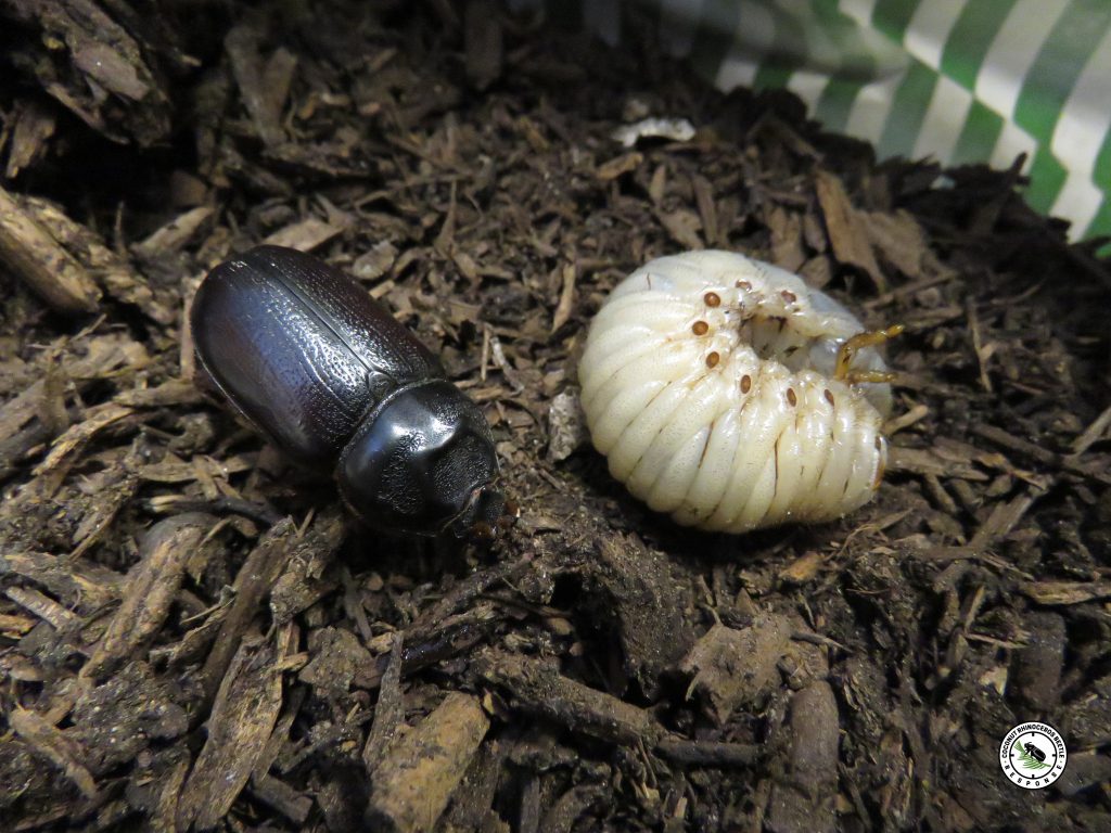 New contest invites Maui students to bring Coconut Rhinoceros Beetle awareness song to life