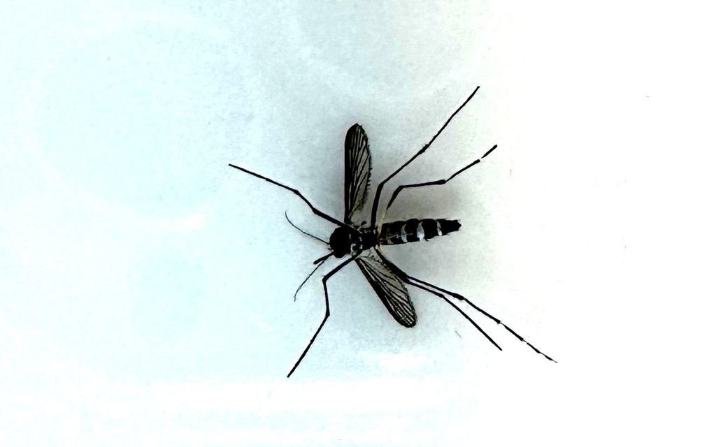 Hawaiʻi DOH reports first confirmed travel-related dengue virus case of 2026 on Maui