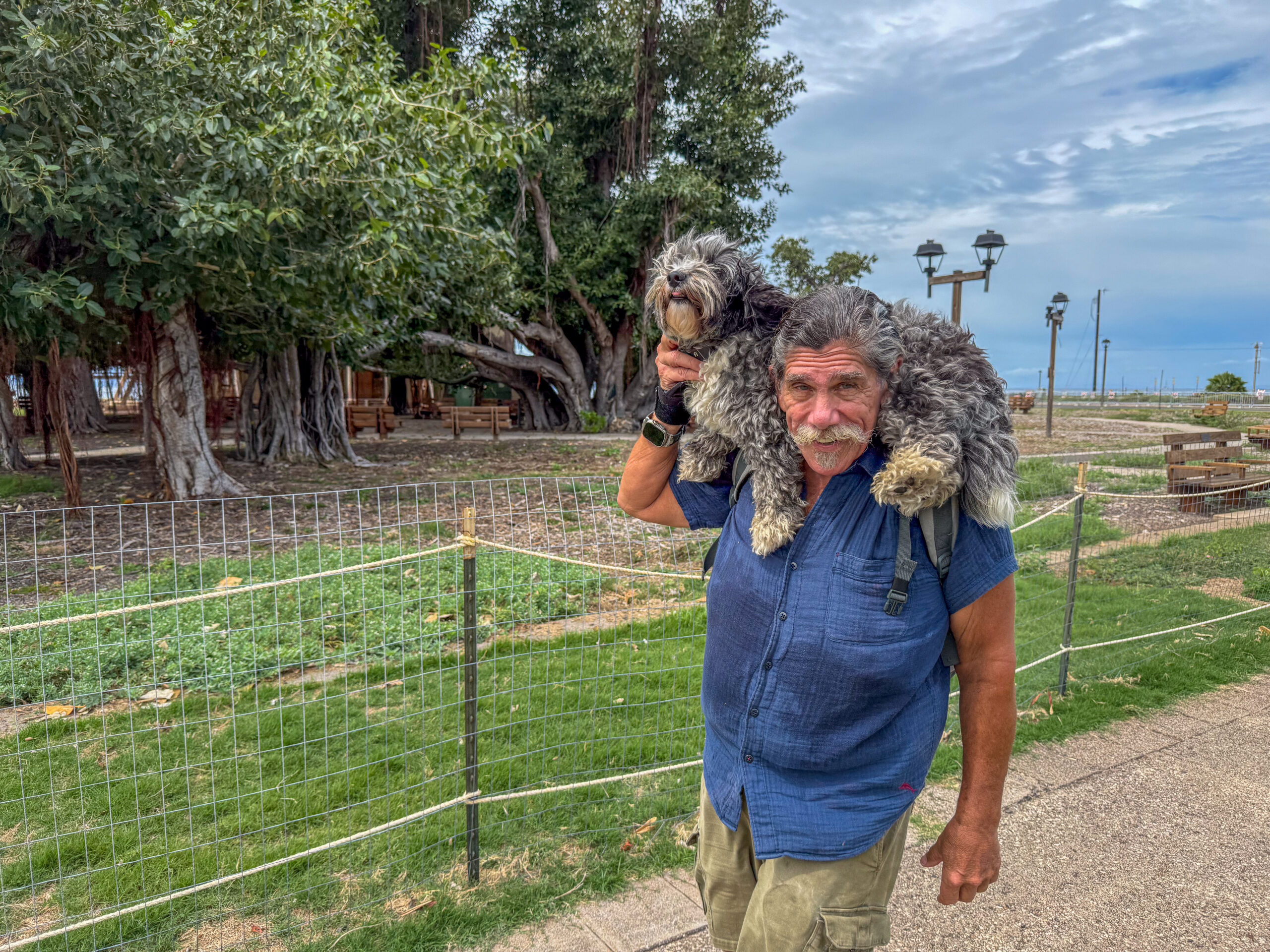 At the banyan tree in Lahaina, Kevin Thompson and his sheepadoodle Scooby Doo compete a journey around Maui on March 2, 2026. With the walk over, Scooby Doo gets a ride. HJI / Cammy Clark photo