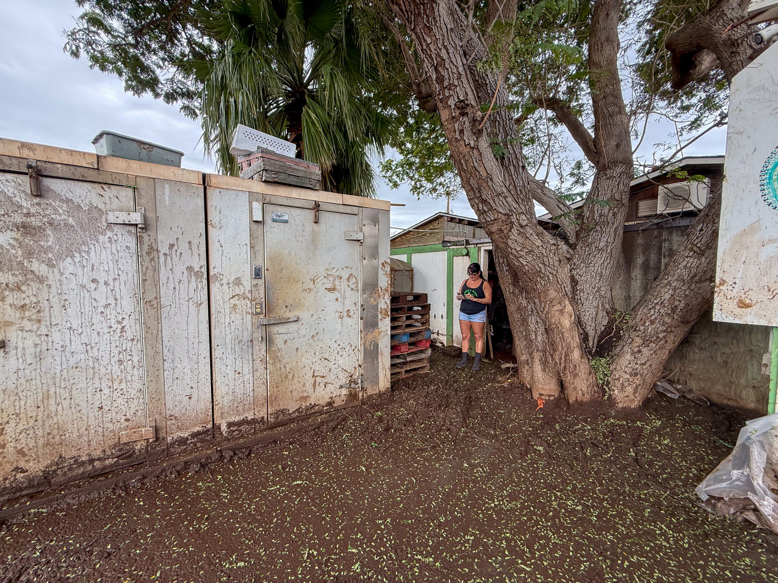 With power out for more than two days during the Kona low storm of March 13 and 14, 2026, Farmer's Market Maui owner Sachi Friedmann said they had to throw away the perishable items in their outdoor and indoor refrigerators. HJI / Cammy Clark photo