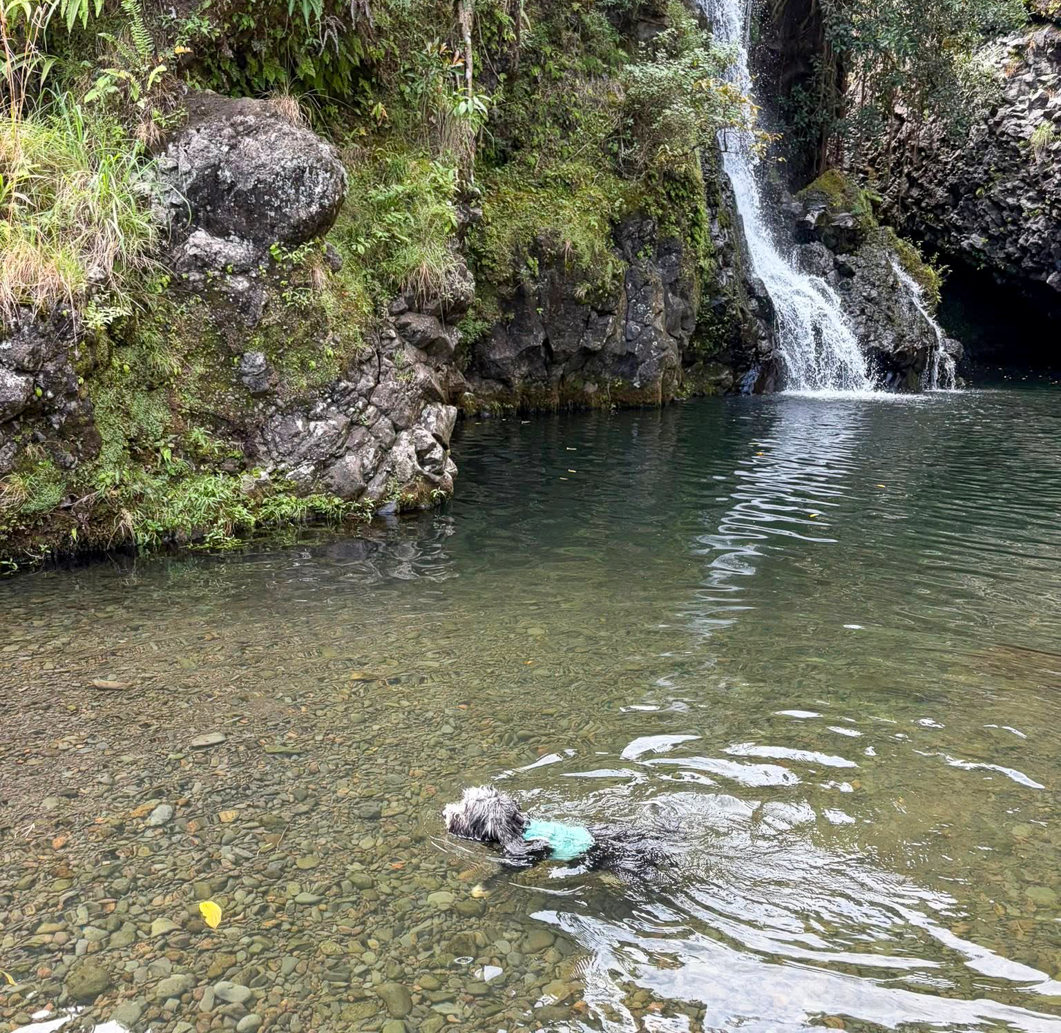 Scooby-Doo loves to swim, finding a nice waterfall pond to cool off during his walk around the island of Maui. Kevin Thompson photo