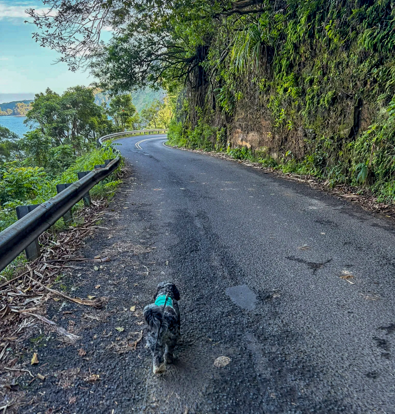 Scooby-Doo, a 21-pound sheepadoodle, walked on the Road to Hana during his journey around the island of Maui with his owner. Kevin Thompson photo