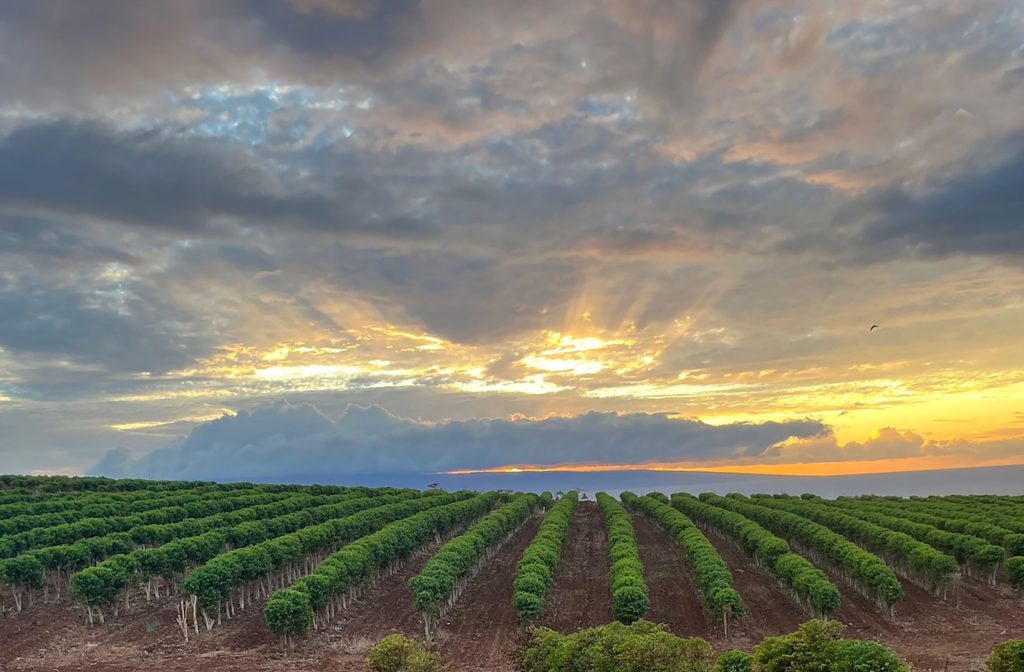 MauiGrown Coffee marks comeback with 2025/2026 harvest