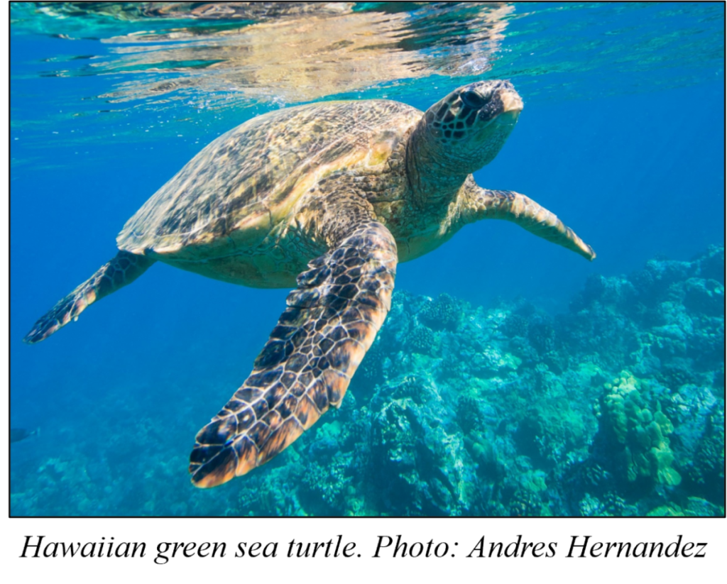 Recovering Green Sea Turtles prompt new dialogue on culture and sustainability