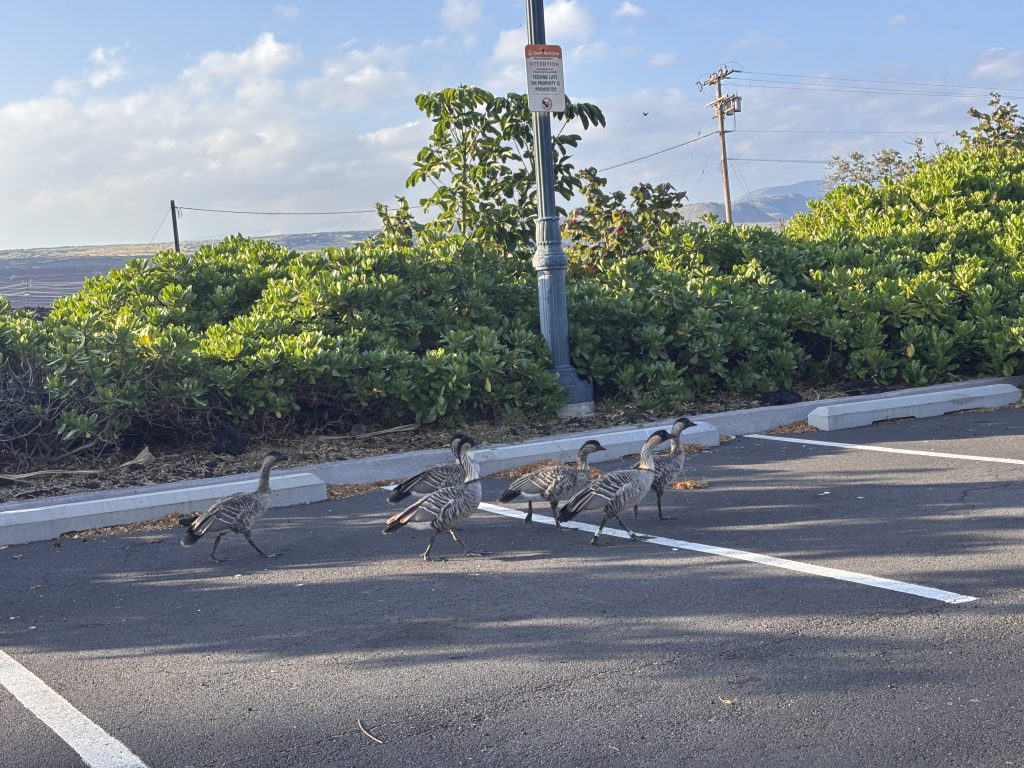 Nēnē in Queens' Marketplace parking lot in Waikōloa. (Photo courtesy: DLNR)