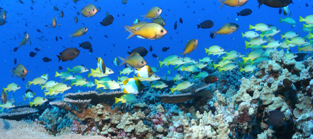 Trump attempts to allow commercial fishing in protected Pacific Ocean marine zone