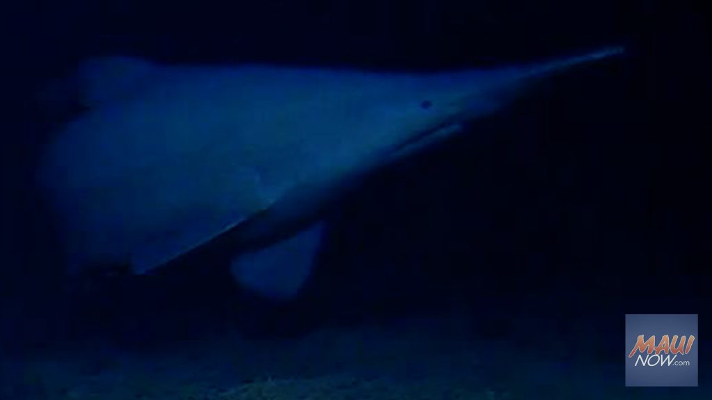 UH oceanographers document deep-sea goblin shark