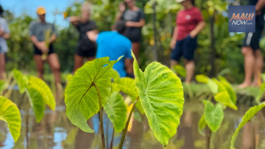 Maui Huliau Foundation offers free summer professional learning opportunities for Maui teachers