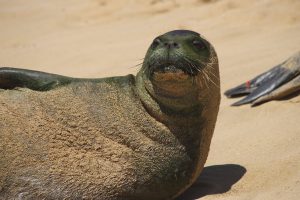 Toxoplasmosis is cause of death for Hawaiian monk seal RH32