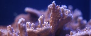 Coral Spawning Night at Maui Ocean Center, July 15