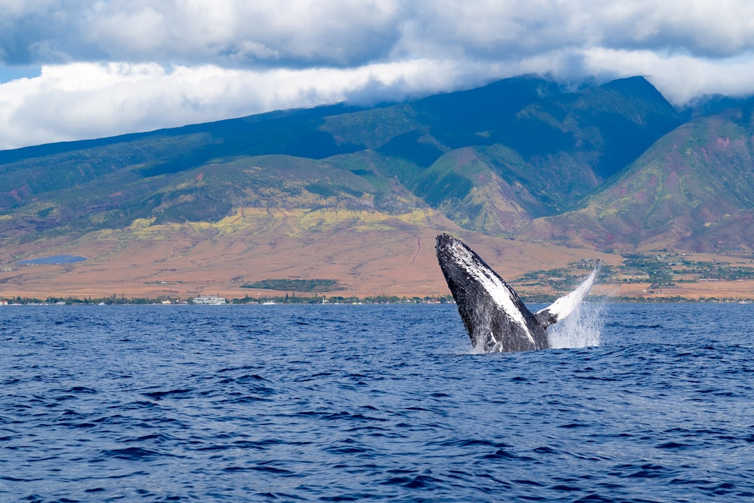 Don’t Miss These 9 Maui Whale Watching Tours