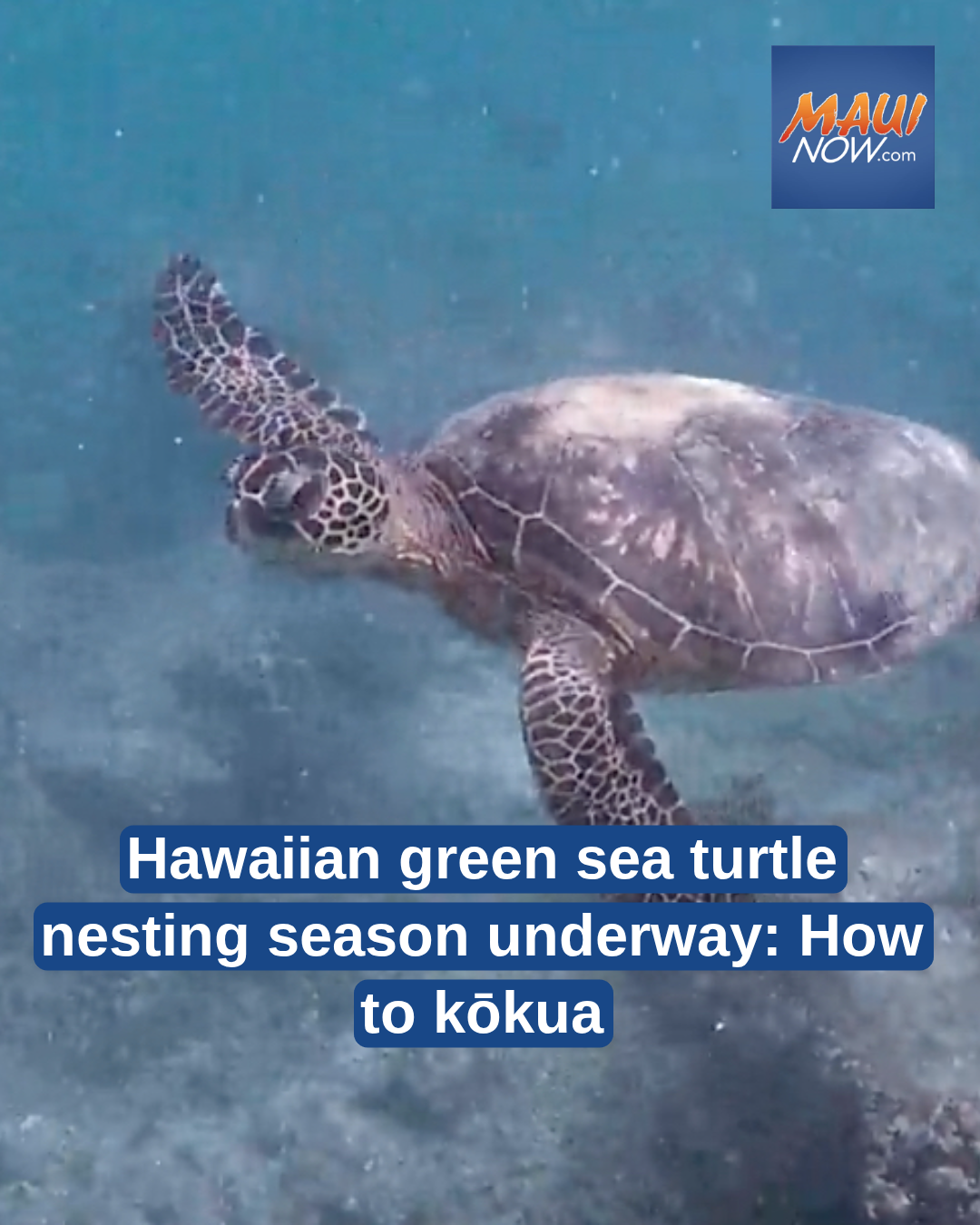 Hawaiian green sea turtle nesting season underway: How to k?kua
